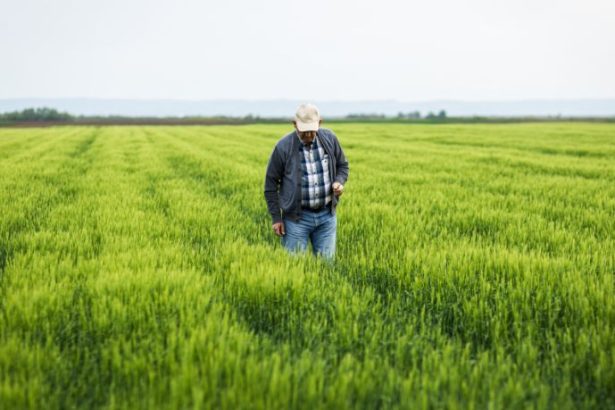 Agenor Vicente Pelissa